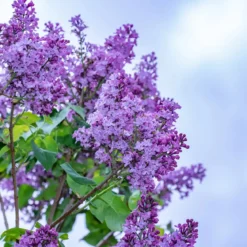 Lilac - Candle fragrance oil