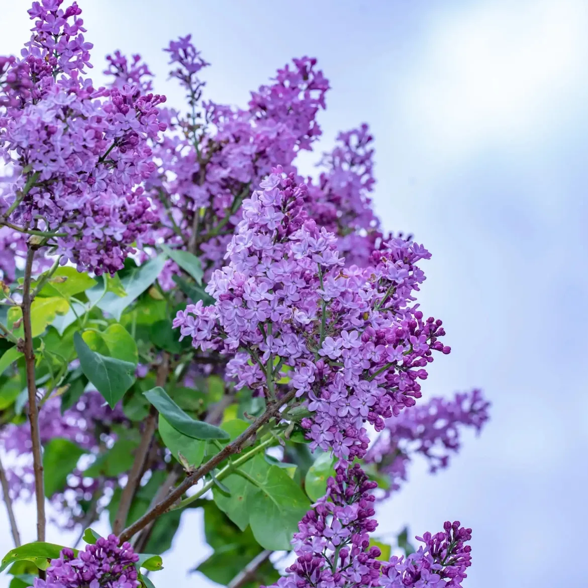 Lilac - Candle fragrance oil