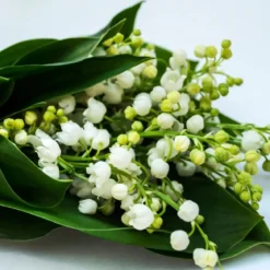 Lily of the valley - Candle fragrance oil