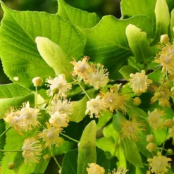 Linden - Candle fragrance oil