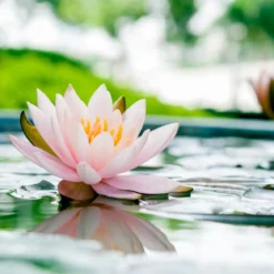 Lotus Flower - Candle Fragrance