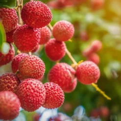 Lychee - Candle fragrance oil