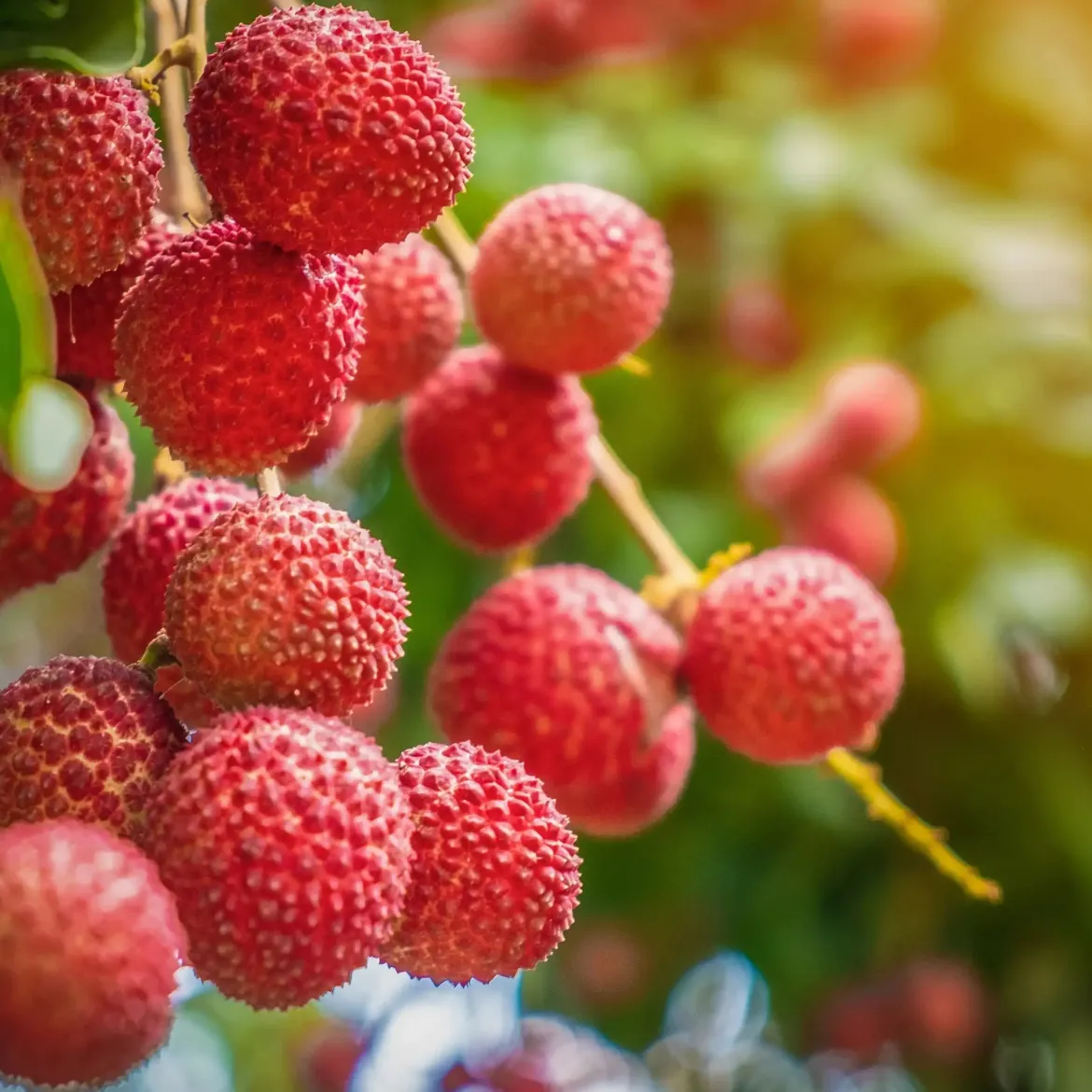 Lychee - Candle fragrance oil