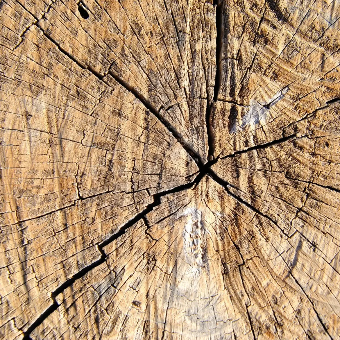 Madera preciosa - Candle fragrance oil