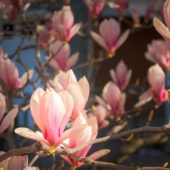 Magnolia - Candle fragrance oil