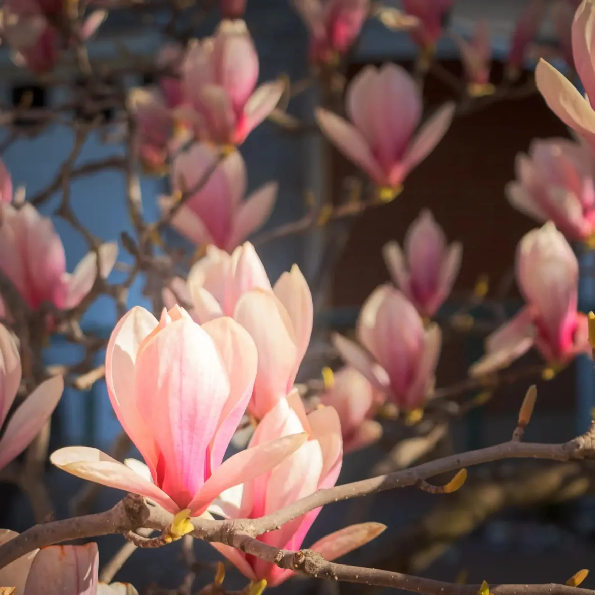 Magnolia - Candle fragrance oil