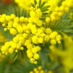 Mimosa - Candle fragrance oil