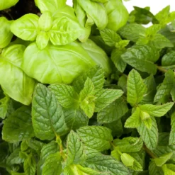 Mint and basil - Candle fragrance oil