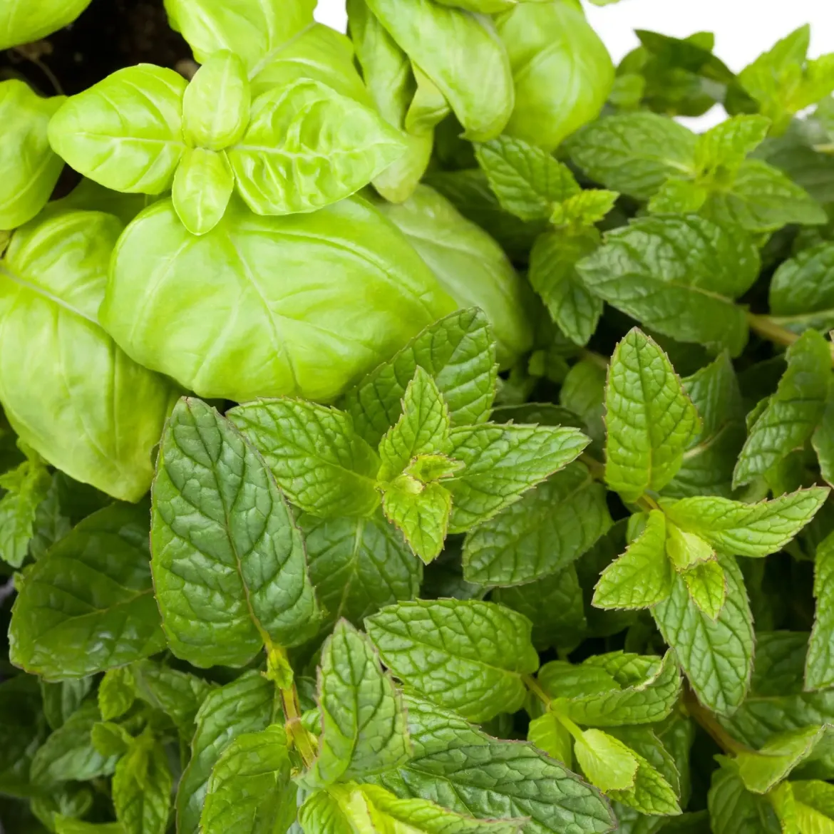 Mint and basil - Candle fragrance oil