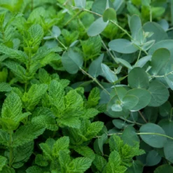 Mint and eucalyptus - Candle fragrance oil