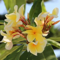 Monoï Boost - Candle fragrance oil