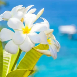 Monoï - Candle fragrance oil