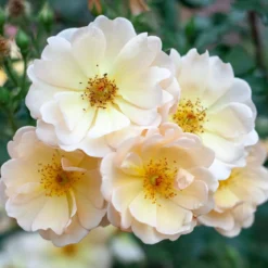 Musk - Candle fragrance oil