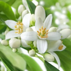 Neroli - Candle fragrance oil