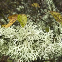 Oakmoss - Candle fragrance oil