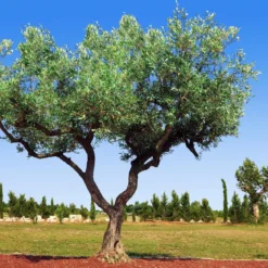 Olive wood - Candle fragrance oil