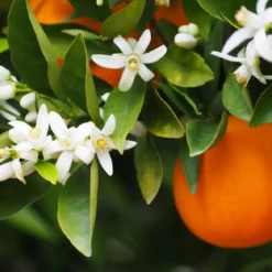 Orange blossom - Candle fragrance oil
