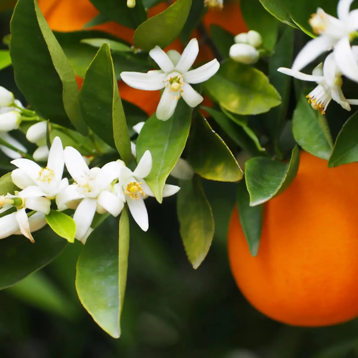 Orange blossom - Candle fragrance oil