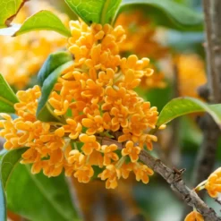 Osmanthus - Candle fragrance oil