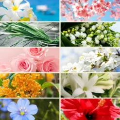 Pack of 10 themed perfumes from Grasse