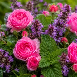 Patchouli and roses - Candle fragrance oil