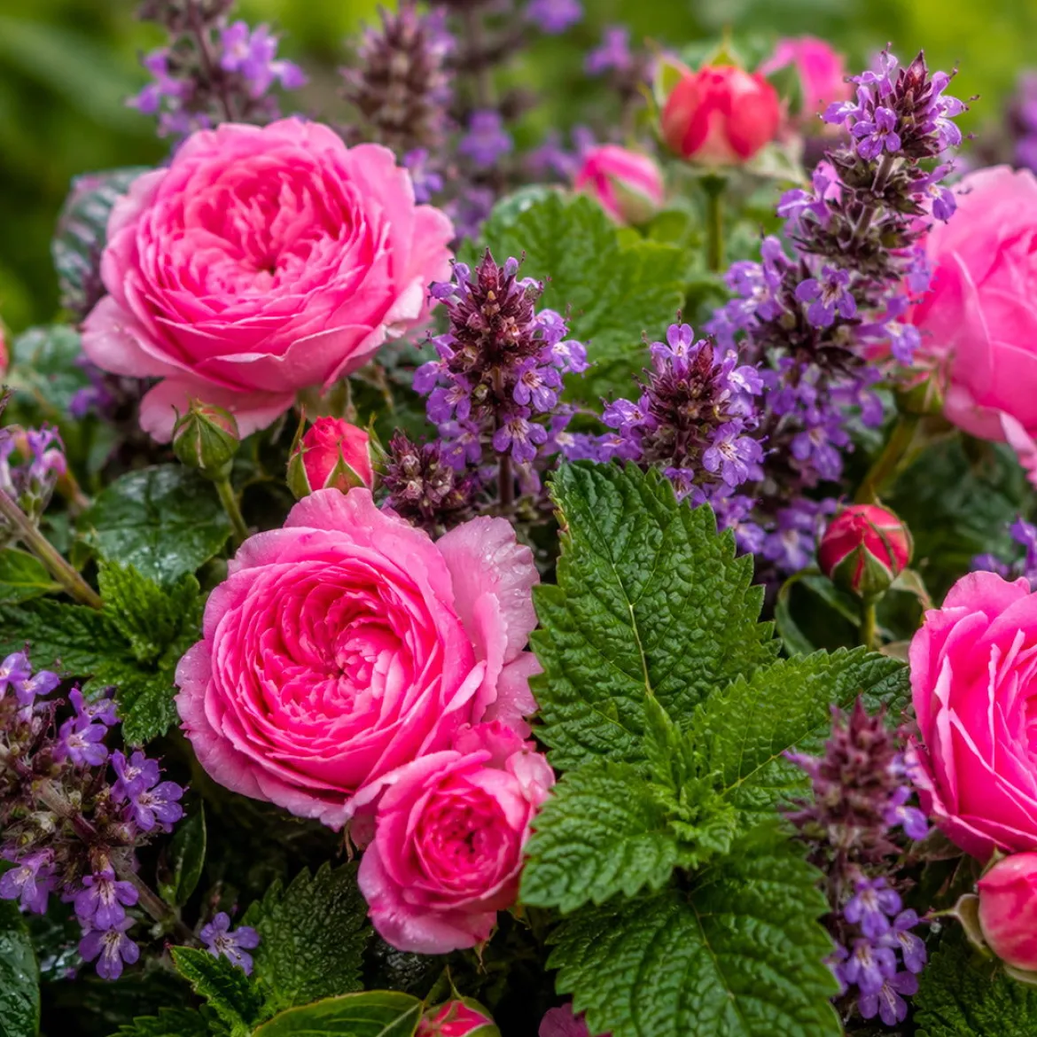 Patchouli and roses - Candle fragrance oil