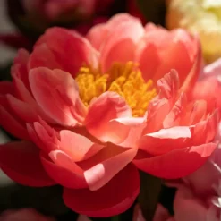 Peony - Candle fragrance oil