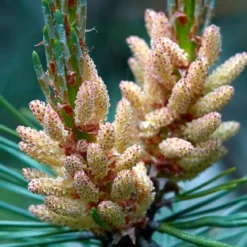 Pine needles - Candle fragrance oil