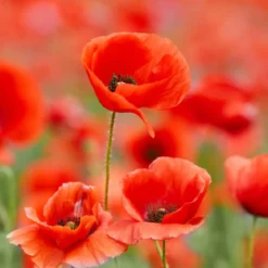 Poppy - Candle fragrance oil