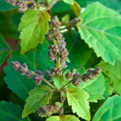 Precious patchouli - Mist fragrance