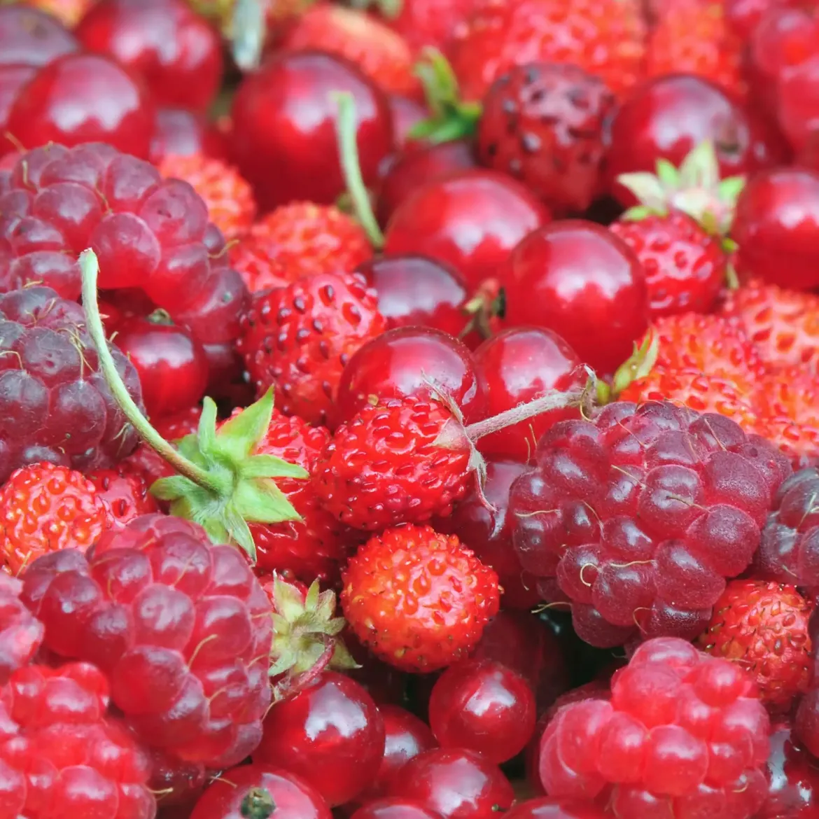 Red berries - Candle fragrance oil