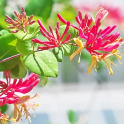Relaxing honeysuckle - Mist fragrance