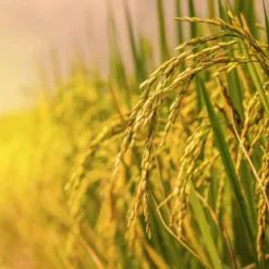 Rice powder - Candle fragrance oil
