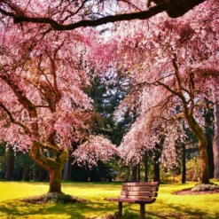 Sakura blossom - Candle fragrance oil