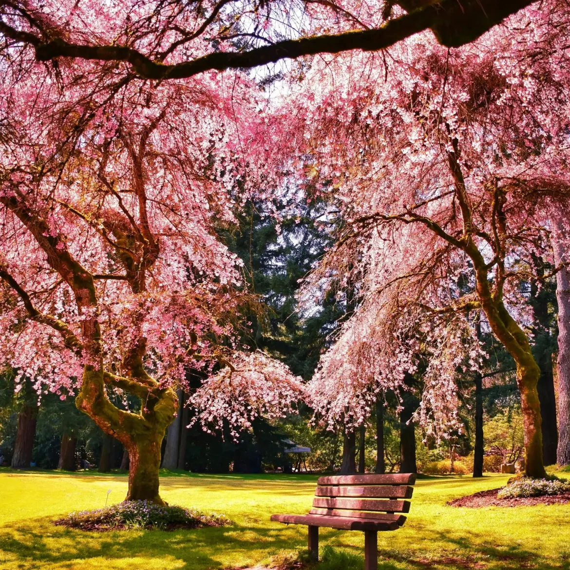 Sakura blossom - Candle fragrance oil