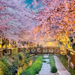 Sakura blossom - Mist fragrance