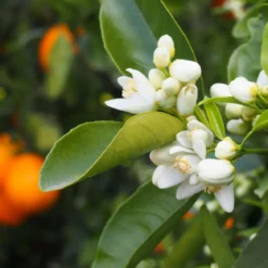 Soothing orange blossom - Mist fragrance