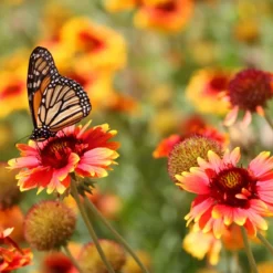 Spring garden - Candle fragrance oil
