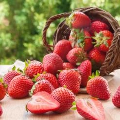 Strawberry - Candle fragrance oil