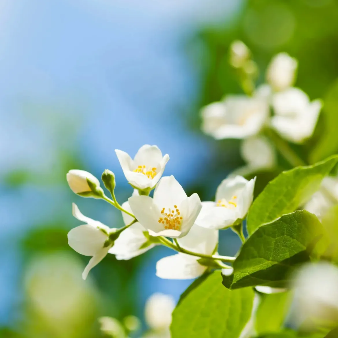 Summer jasmine - Candle fragrance oil