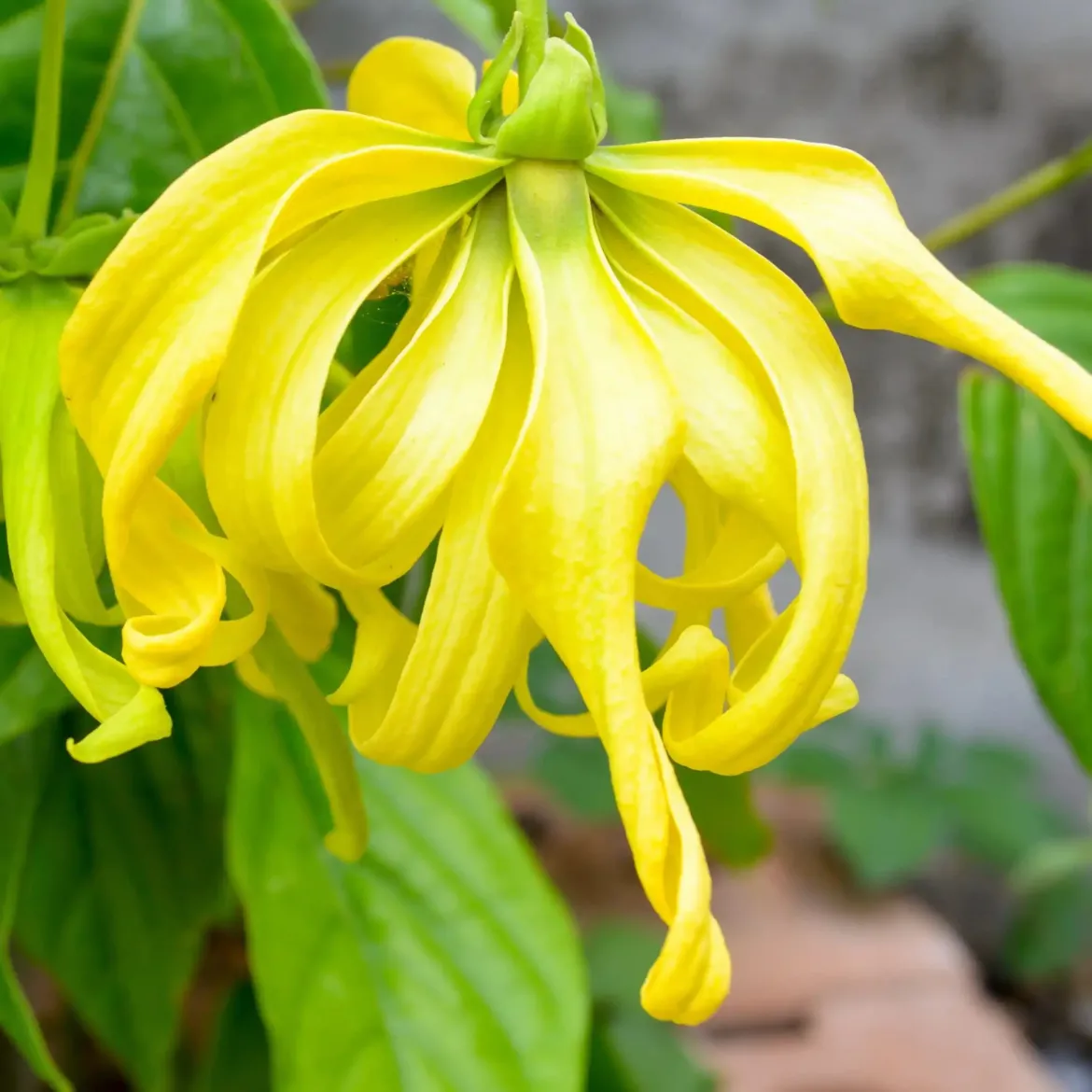Sun flower - Mist fragrance