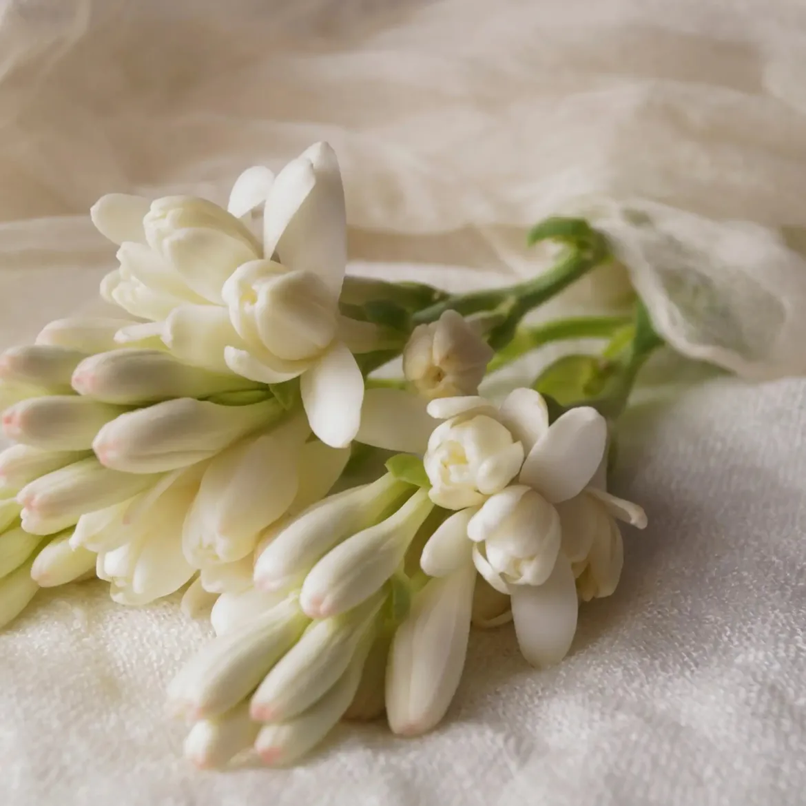 Sunny tuberose Ornat - Candle fragrance oil