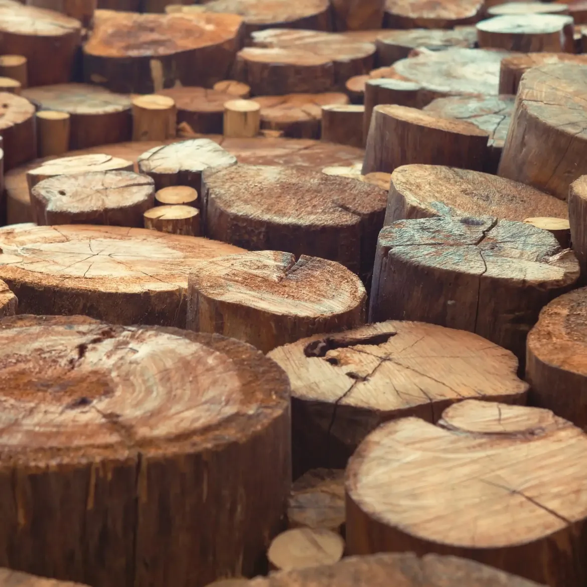 Teak wood - Candle fragrance oil