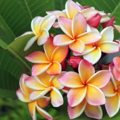 Tiare flower - Candle fragrance oil