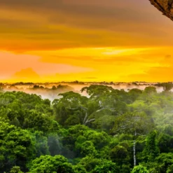 Tropical forest - Candle fragrance oil