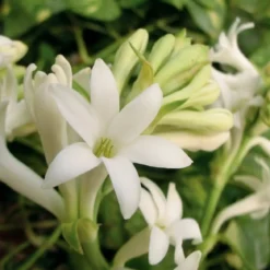 Tuberose - Candle fragrance oil