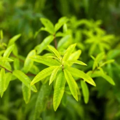 Verbena - Candle fragrance oil
