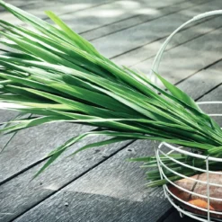 Vetiver - Candle fragrance oil
