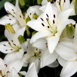 White lily - Candle fragrance oil