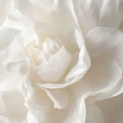 White musk Boost - Candle fragrance oil